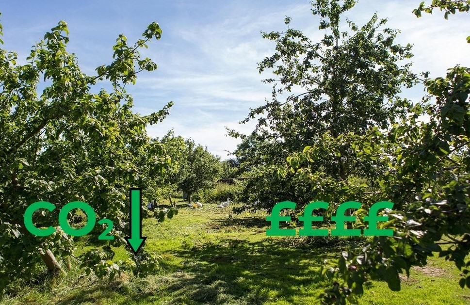 We will find a site where our local community can come together to manage our own fruit trees.