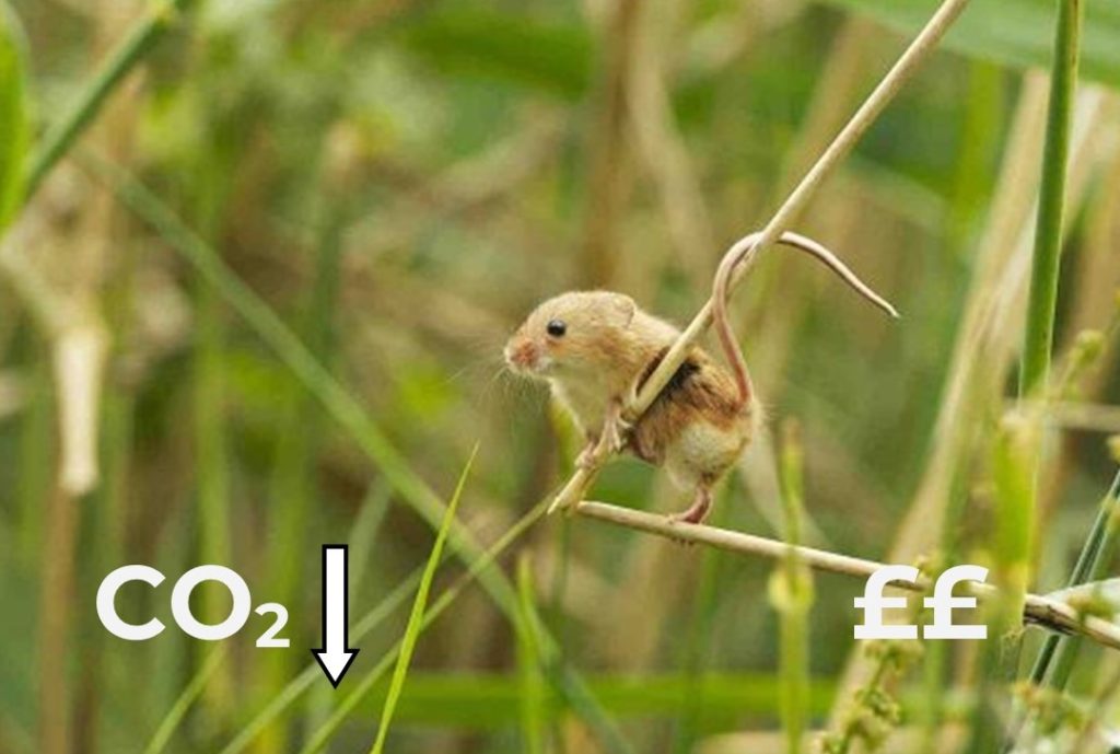 We will identify local sites where the biodiversity is to be respected or upgraded by future developers.

(Photo taken by Matt Binstead, British Wildlife Centre, Surrey)