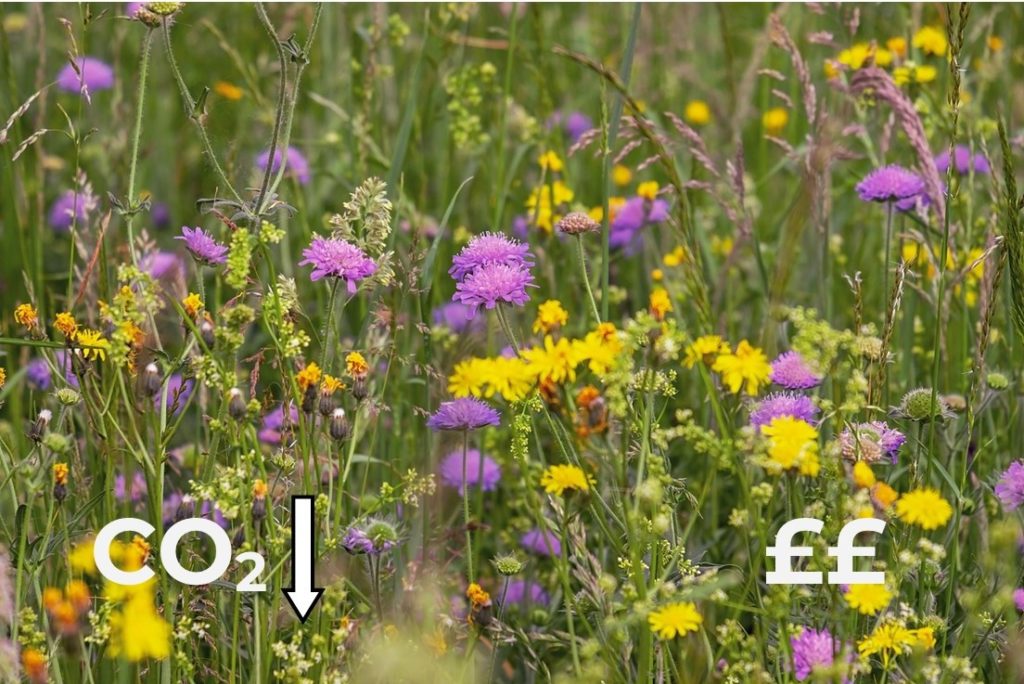 We will create and conserve a local wildflower meadow.