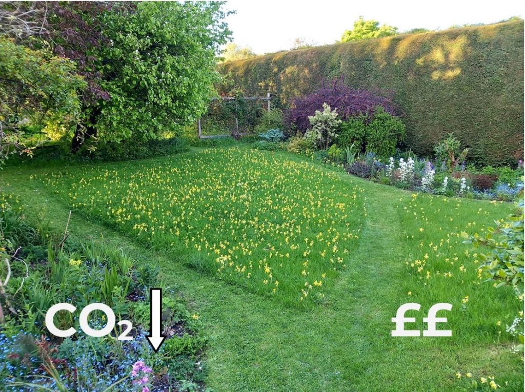 We will create a wildlife garden on local community space.